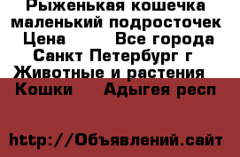 Рыженькая кошечка маленький подросточек › Цена ­ 10 - Все города, Санкт-Петербург г. Животные и растения » Кошки   . Адыгея респ.